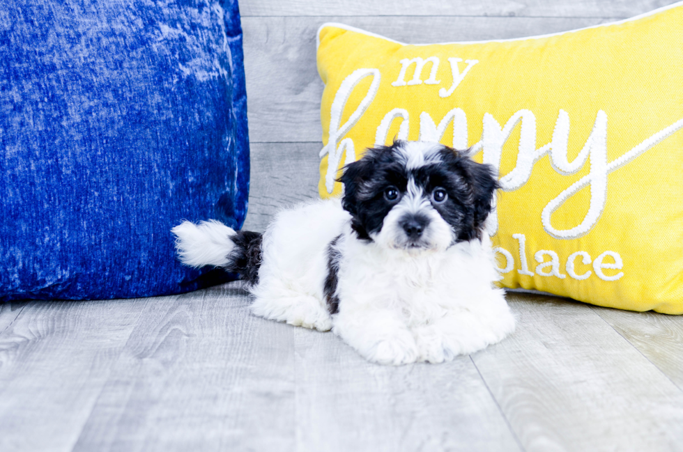 Meet Lily - our Havanese Puppy Photo 2/4 - Florida Fur Babies