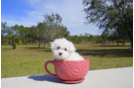 Meet  Merry - our Maltese Puppy Photo 2/4 - Florida Fur Babies
