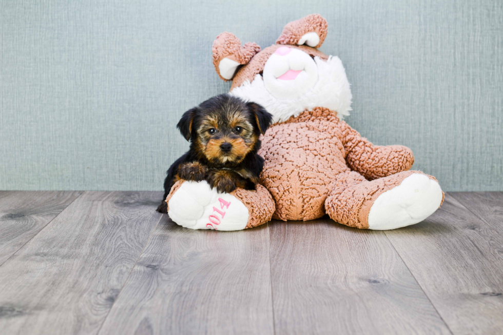 Meet Trixy - our Yorkshire Terrier Puppy Photo 2/2 - Florida Fur Babies
