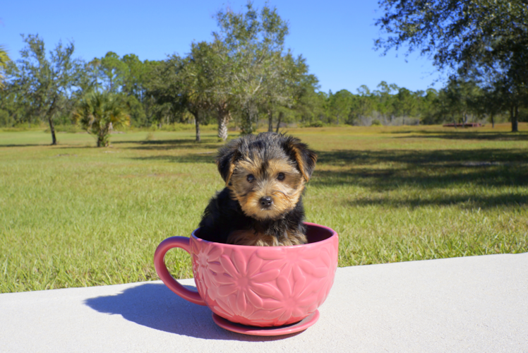 Meet Ivy - our Yorkshire Terrier Puppy Photo 3/4 - Florida Fur Babies