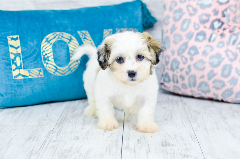 Meet  Milo - our Teddy Bear Puppy Photo 7/8 - Florida Fur Babies