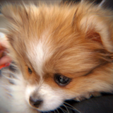 Cute Pomeranian Purebred Pup Cute Pomeranian Purebred Pup