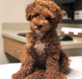 Cute Toy Poodle Purebred Pup