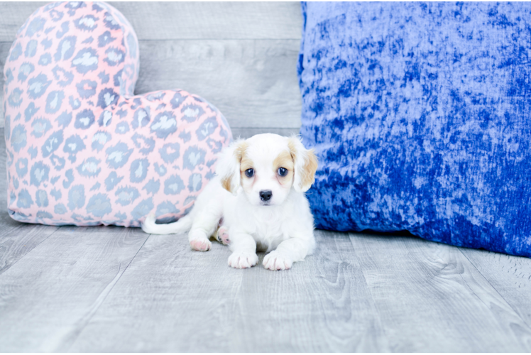 Meet Cali - our Cavachon Puppy Photo 1/4 - Florida Fur Babies