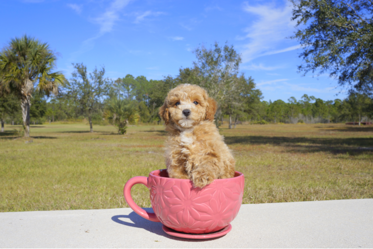 Meet Bradley - our Maltipoo Puppy Photo 2/2 - Florida Fur Babies
