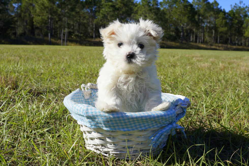 Meet Amy - our Maltipoo Puppy Photo 3/3 - Florida Fur Babies