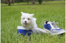 Meet Cuti-Pie - our Maltese Puppy Photo 3/3 - Florida Fur Babies