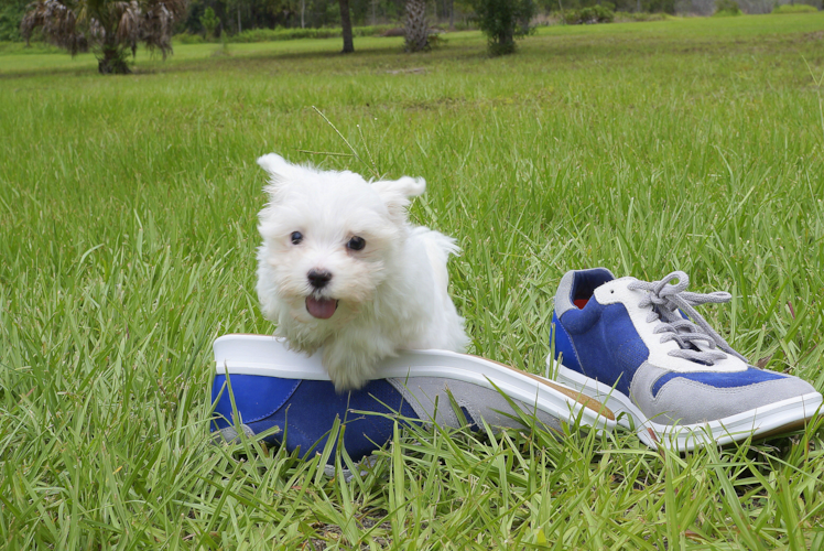 Meet Cuti-Pie - our Maltese Puppy Photo 3/3 - Florida Fur Babies