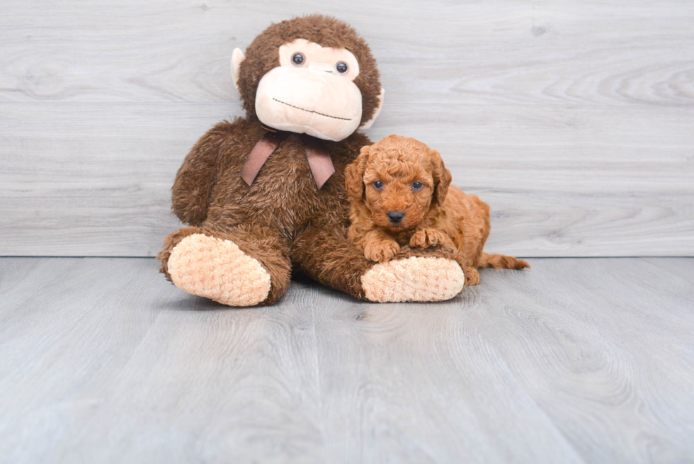 Meet Armani - our Mini Goldendoodle Puppy Photo 2/2 - Florida Fur Babies