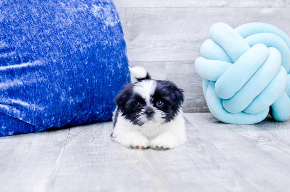 Meet Gadget - our Shih Tzu Puppy Photo 1/5 - Florida Fur Babies