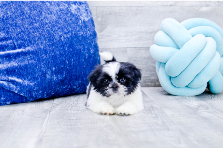 Meet Gadget - our Shih Tzu Puppy Photo 1/5 - Florida Fur Babies