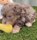 Cute Pudel Purebred Pup