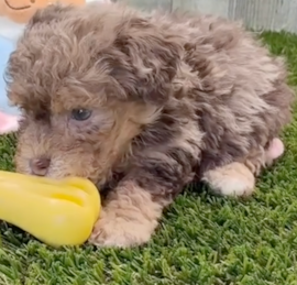 Caniche Puppies For Sale - Florida Fur Babies