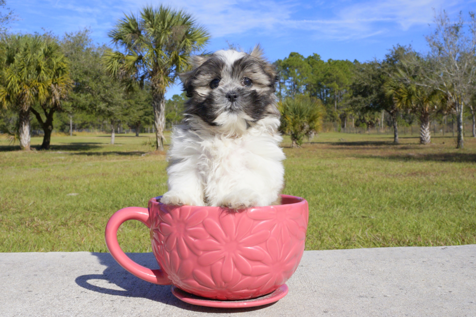 Meet Mica - our Teddy Bear Puppy Photo 1/2 - Florida Fur Babies
