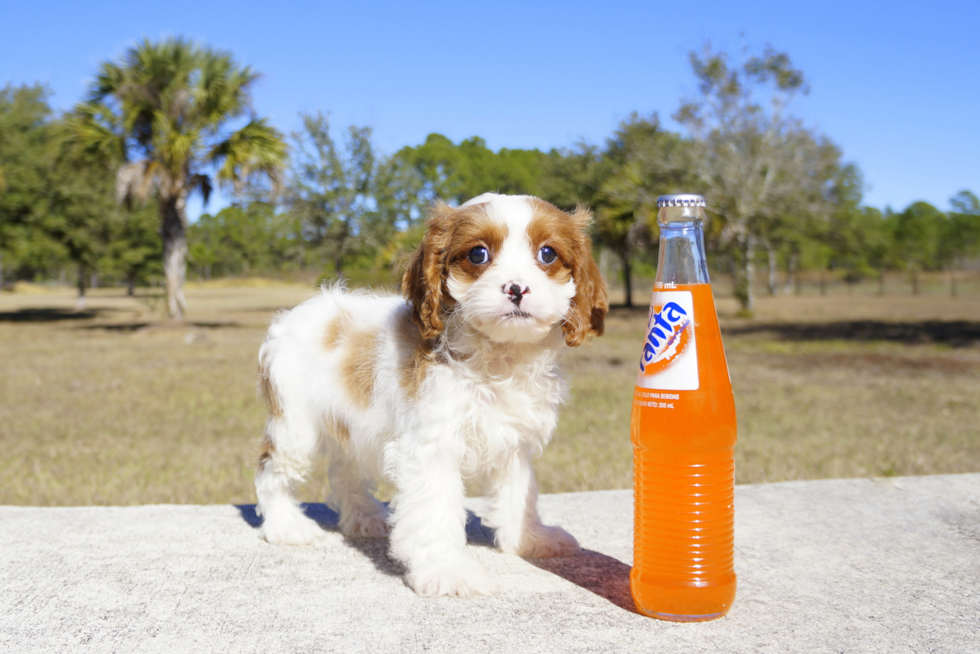 Meet Prince - our Cavapoo Puppy Photo 3/3 - Florida Fur Babies