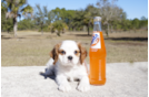 Meet Edward - our Cavalier King Charles Spaniel Puppy Photo 3/3 - Florida Fur Babies