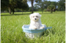Meet  Victoria - our Maltese Puppy Photo 2/4 - Florida Fur Babies