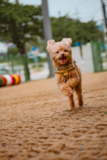 Cute Maltepoo Poodle Mix Pup