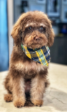 Cute Mini Labradoodle Pup Cute Mini Labradoodle Pup