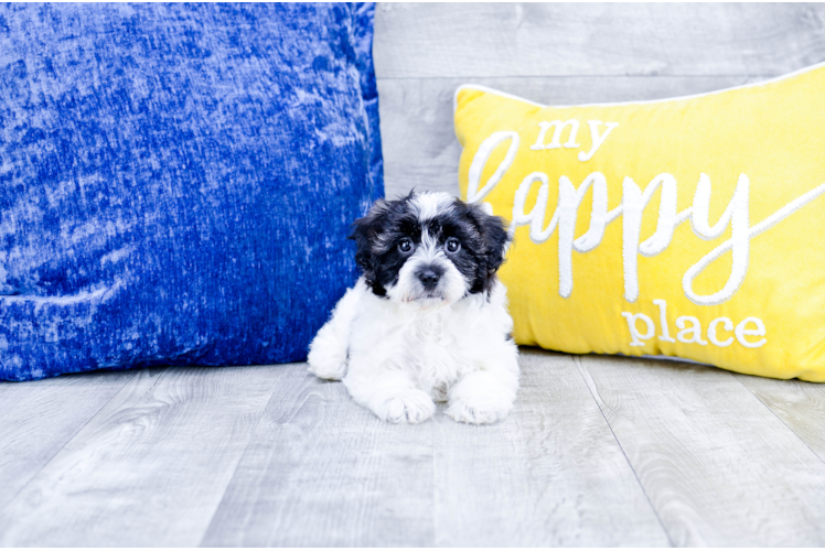 Meet Lily - our Havanese Puppy Photo 1/4 - Florida Fur Babies