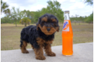 Meet Claire - our Yorkie Poo Puppy Photo 1/6 - Florida Fur Babies