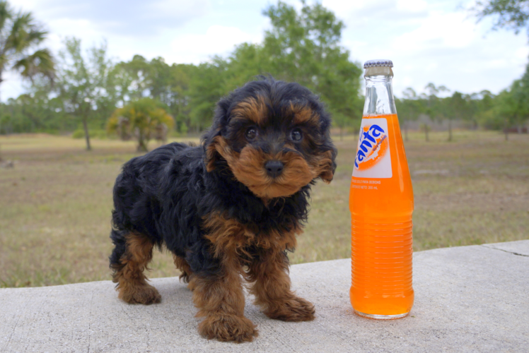 Meet Claire - our Yorkie Poo Puppy Photo 1/6 - Florida Fur Babies