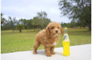 Meet Red - our Cavapoo Puppy Photo 2/2 - Florida Fur Babies