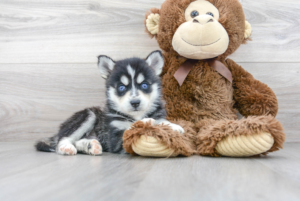 Meet Maximus - our Pomsky Puppy Photo 1/3 - Florida Fur Babies