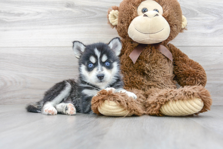 Meet Maximus - our Pomsky Puppy Photo 1/3 - Florida Fur Babies