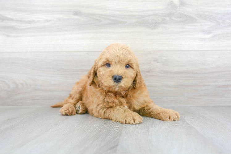 Meet Artie - our Mini Goldendoodle Puppy Photo 2/3 - Florida Fur Babies