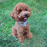 Cute Poodle Pup