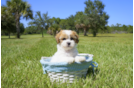 Meet Addison - our Teddy Bear Puppy Photo 2/4 - Florida Fur Babies