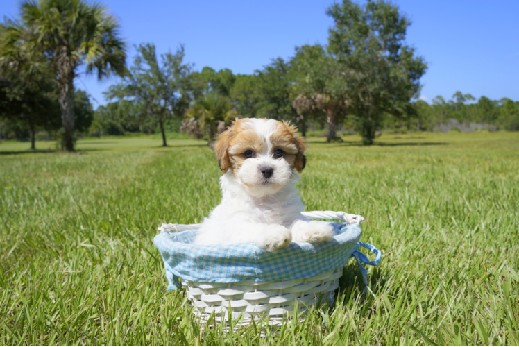 Meet Addison - our Teddy Bear Puppy Photo 2/4 - Florida Fur Babies