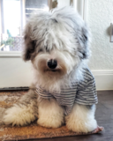 Mini Sheepadoodle Being Cute