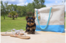 Meet Madison - our Yorkshire Terrier Puppy Photo 1/5 - Florida Fur Babies
