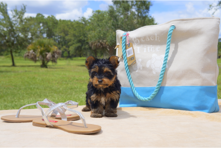Meet Madison - our Yorkshire Terrier Puppy Photo 1/5 - Florida Fur Babies