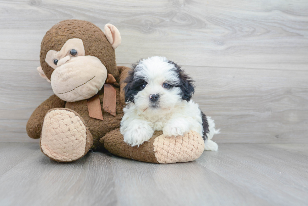 Meet Larkin - our Teddy Bear Puppy Photo 2/3 - Florida Fur Babies
