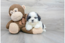 Meet Larkin - our Teddy Bear Puppy Photo 2/3 - Florida Fur Babies