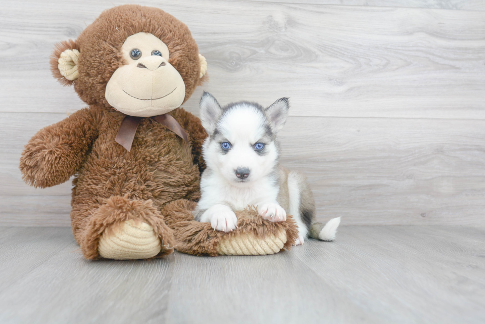 Meet Smith - our Pomsky Puppy Photo 2/3 - Florida Fur Babies