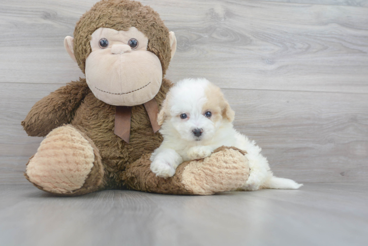 Meet Rosetta - our Poochon Puppy Photo 1/3 - Florida Fur Babies