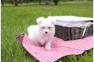 Meet Cuti-Pie - our Maltese Puppy Photo 1/3 - Florida Fur Babies