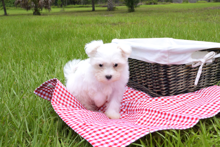 Meet Cuti-Pie - our Maltese Puppy Photo 1/3 - Florida Fur Babies