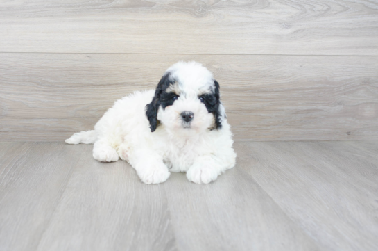 24 week old Mini Bernedoodle Puppy For Sale - Florida Fur Babies