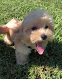 Cute Maltipoo Pup Cute Maltipoo Pup