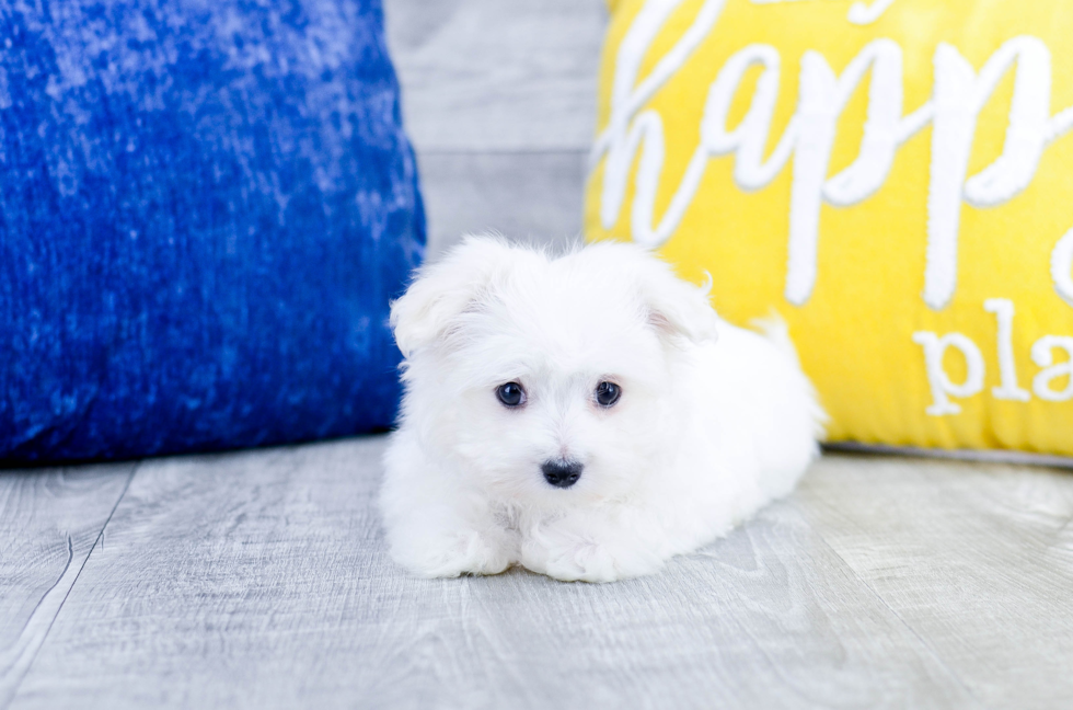 Meet Eben - our Maltese Puppy Photo 2/4 - Florida Fur Babies
