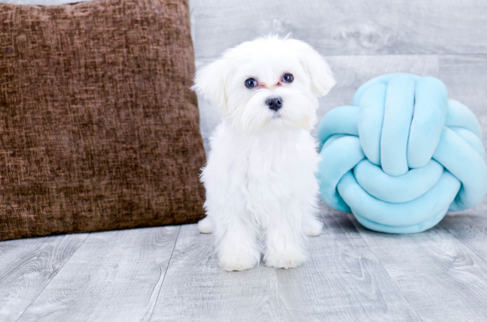 Meet Teddy - our Maltese Puppy Photo 2/5 - Florida Fur Babies
