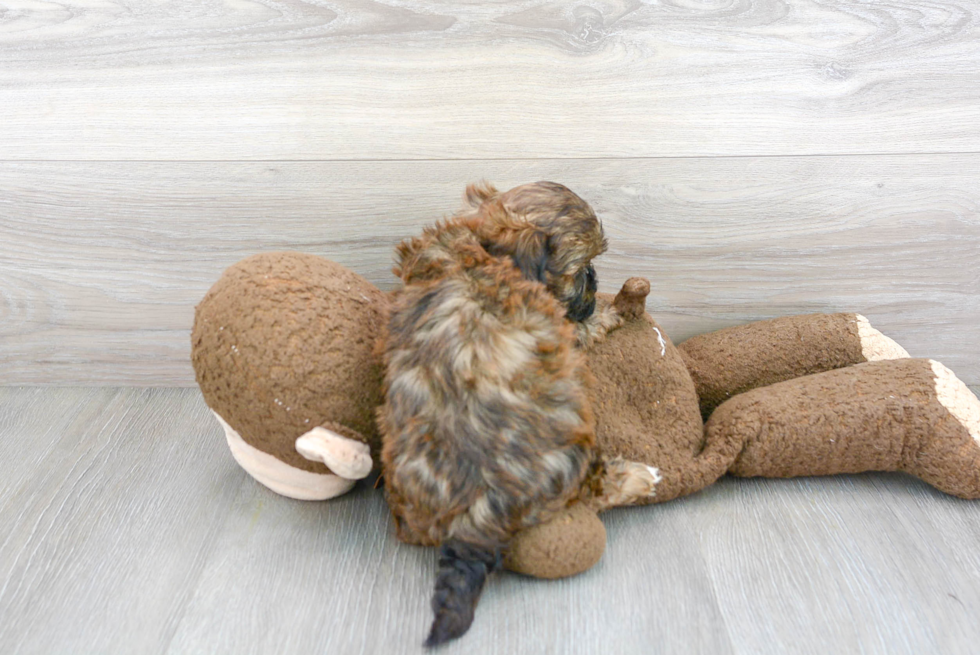 Meet Xena - our Shih Poo Puppy Photo 3/3 - Florida Fur Babies