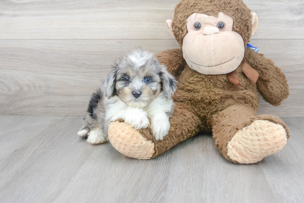 Meet Levi - our Mini Aussiedoodle Puppy Photo 2/3 - Florida Fur Babies
