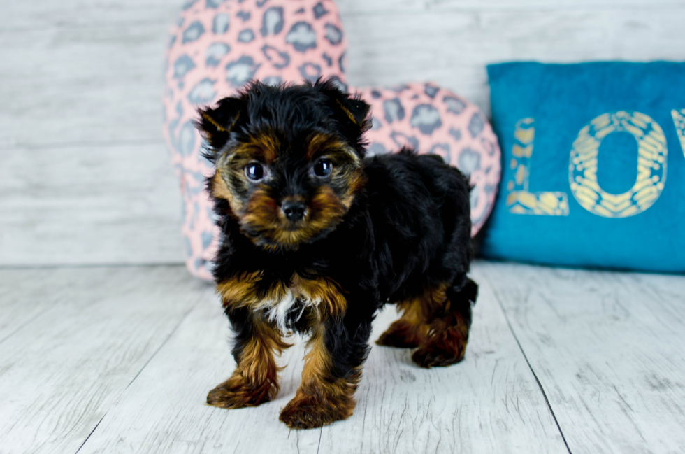 Meet  Roxy - our Yorkshire Terrier Puppy Photo 4/4 - Florida Fur Babies