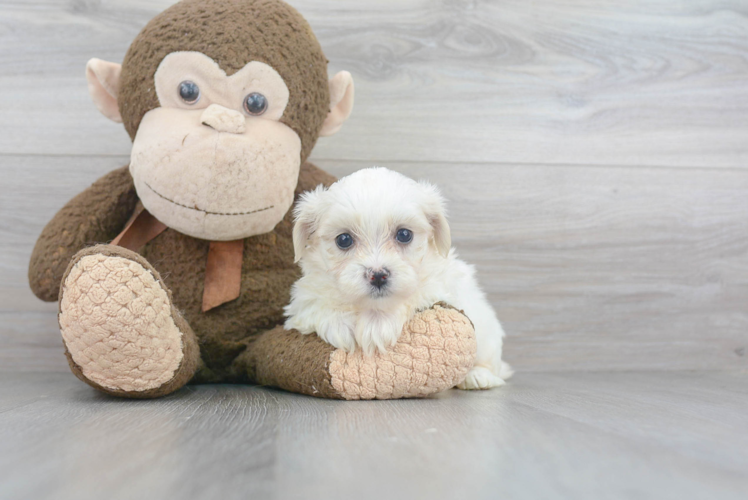 Meet Valerie - our Teddy Bear Puppy Photo 1/3 - Florida Fur Babies